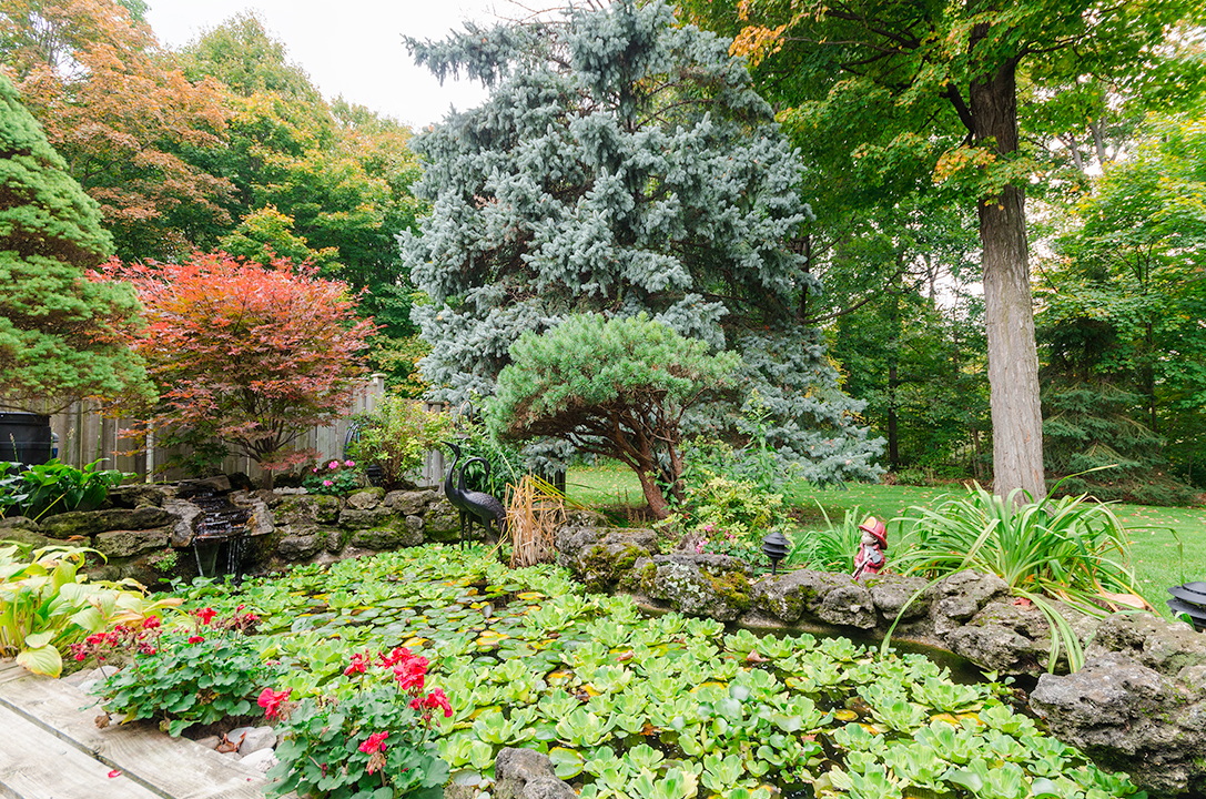 Koi pond - 16 MacPhail court, Buttonville | Home for Sale | Jethro Seymour, one of the Top Davisville Real Estate Broker